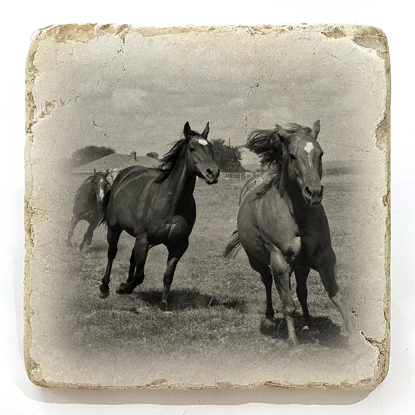 S4hors5021-1.jpg